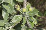 Pyrus elaeagrifolia