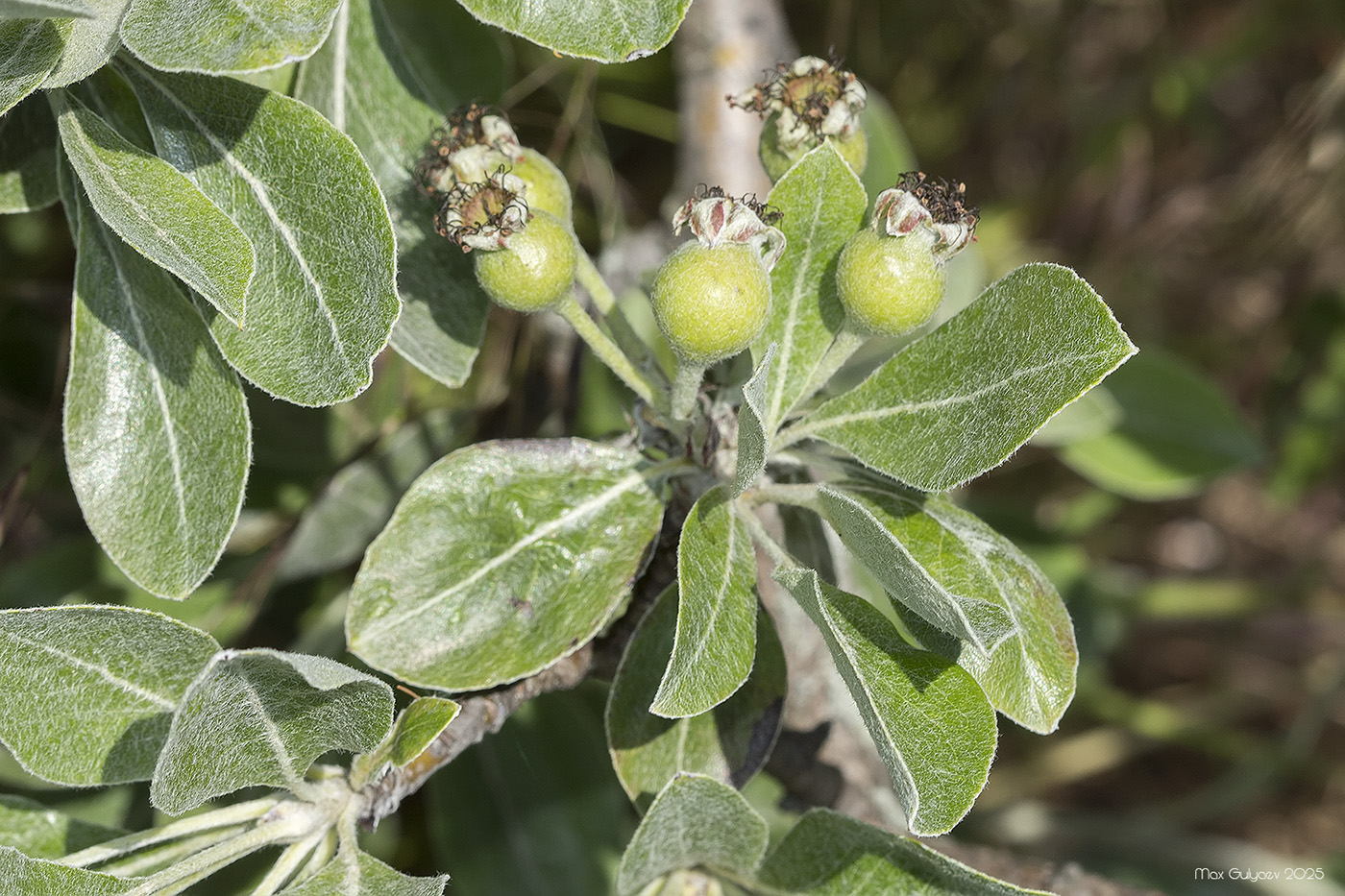 Изображение особи Pyrus elaeagrifolia.
