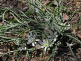 Ornithogalum refractum