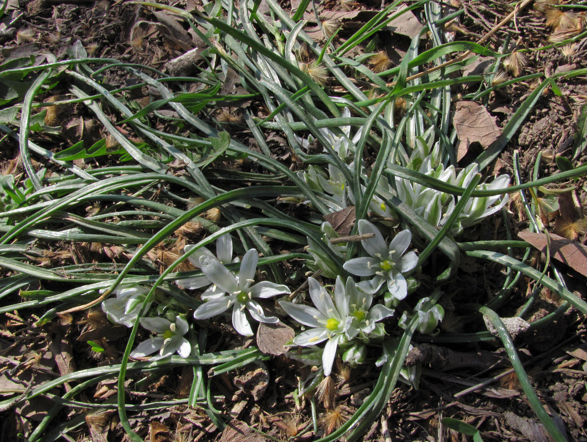 Image of Ornithogalum refractum specimen.