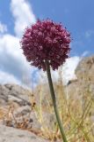 Allium ampeloprasum