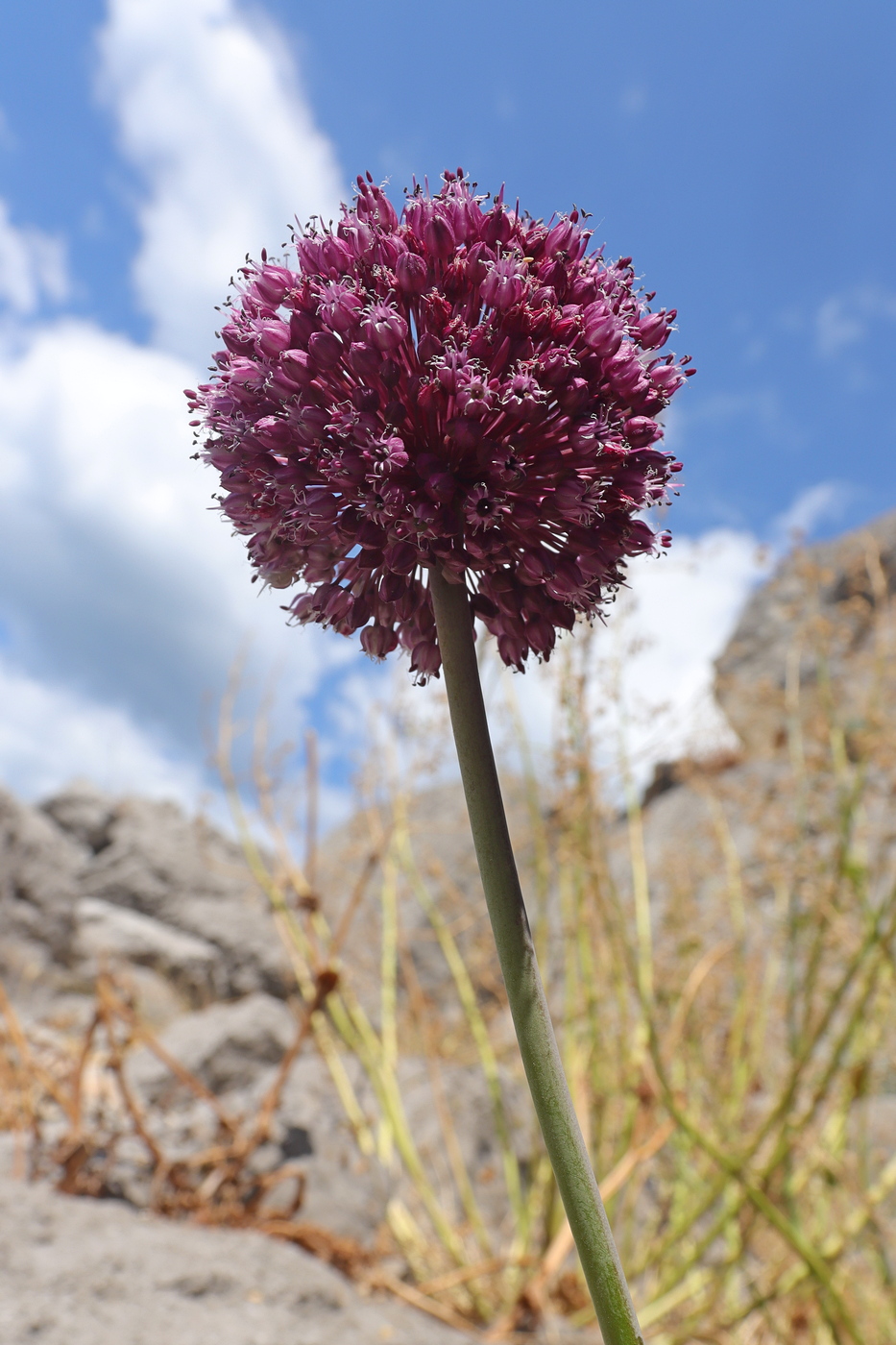 Image of Allium ampeloprasum specimen.