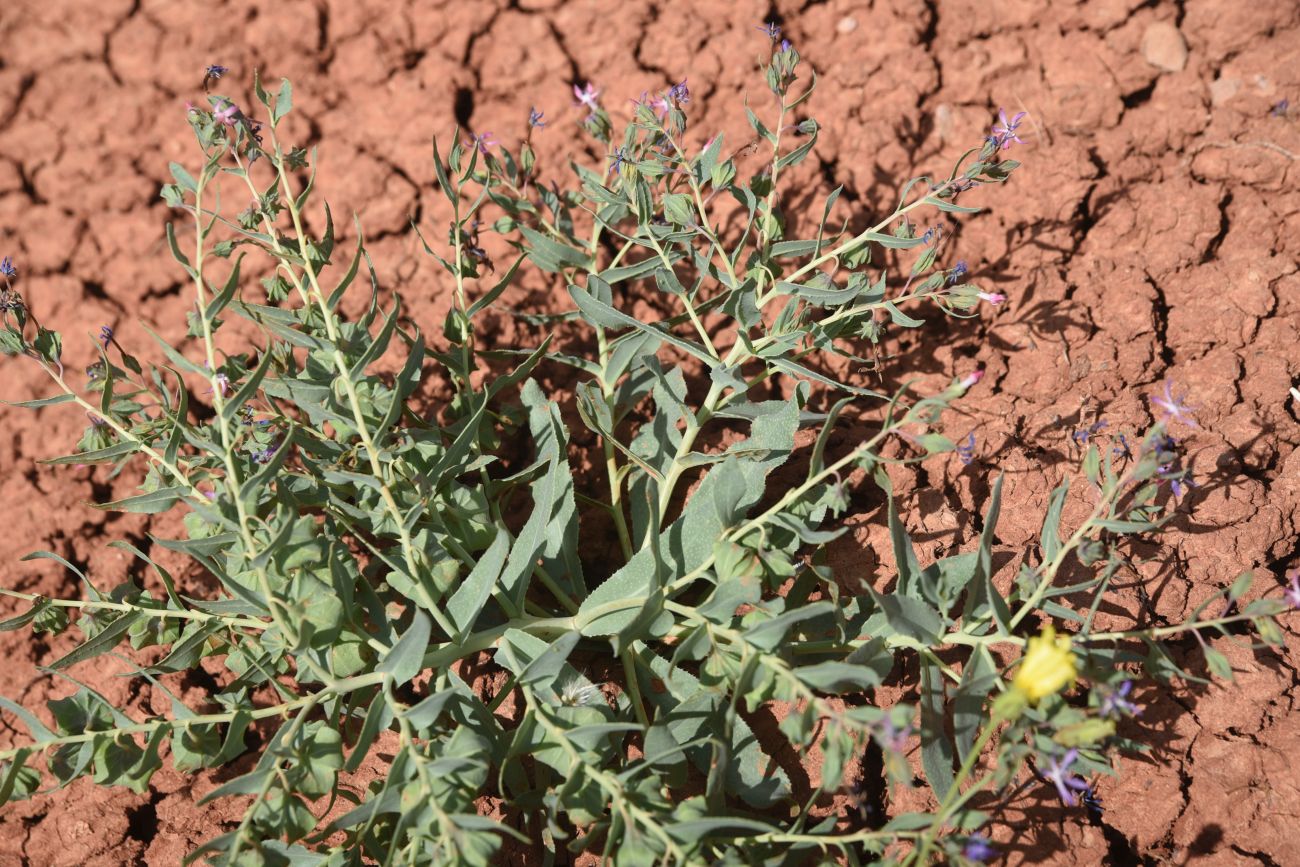 Image of Caccinia macranthera specimen.