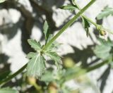 genus Scrophularia
