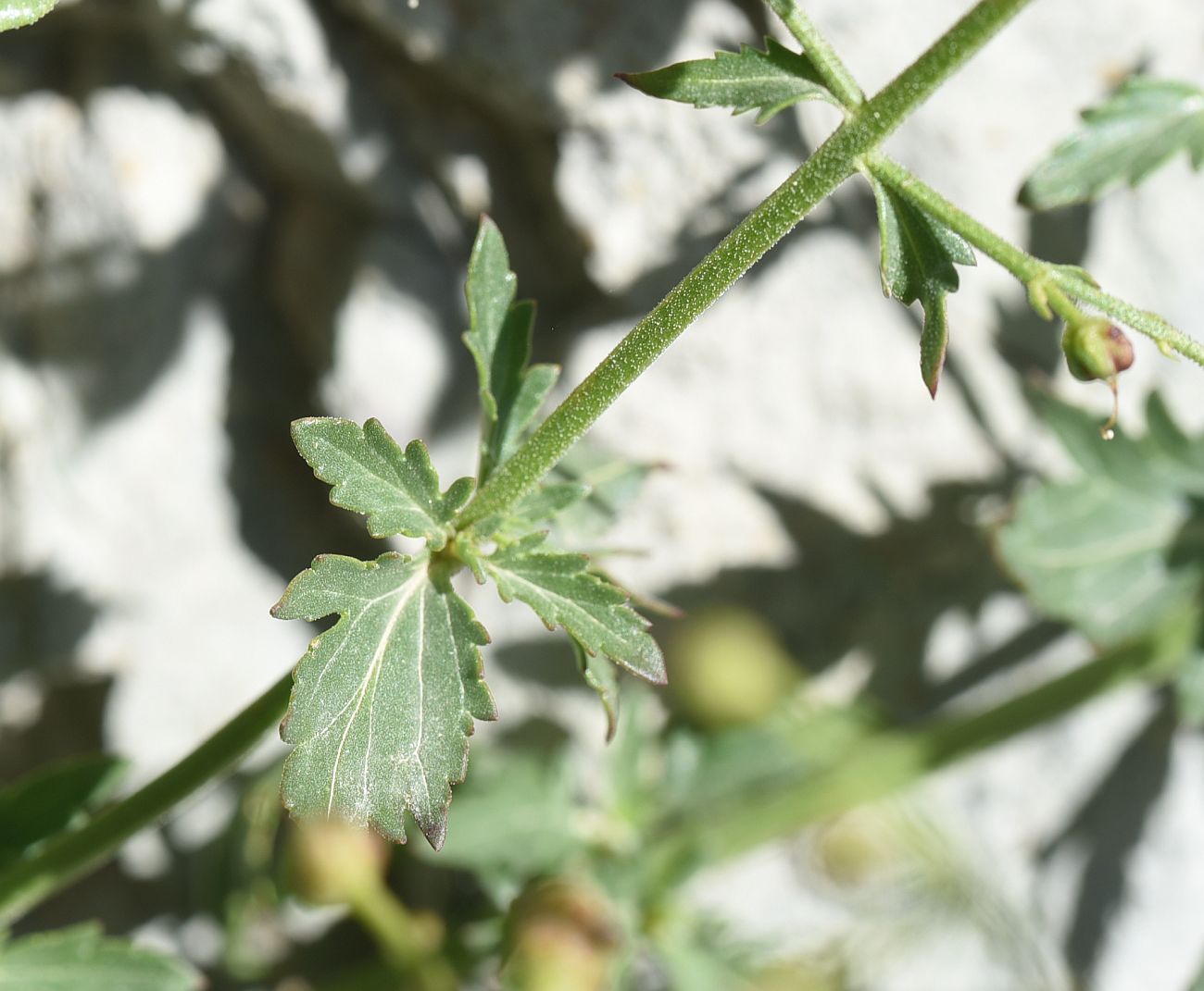 Image of genus Scrophularia specimen.
