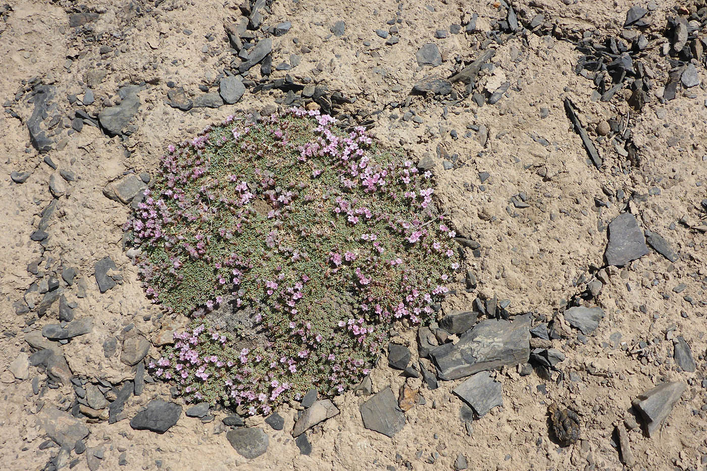 Image of Acantholimon diapensioides specimen.