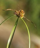 Cyperus michelianus. Верхушка побега с соплодием. Приморский край, Октябрьский р-н, окр. с. Чернятино, дол. р. Раздольная на левом берегу, пойма, на илистой отмели. 08.09.2025.