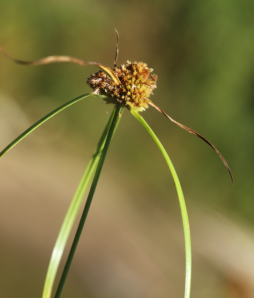 Image of Cyperus michelianus specimen.