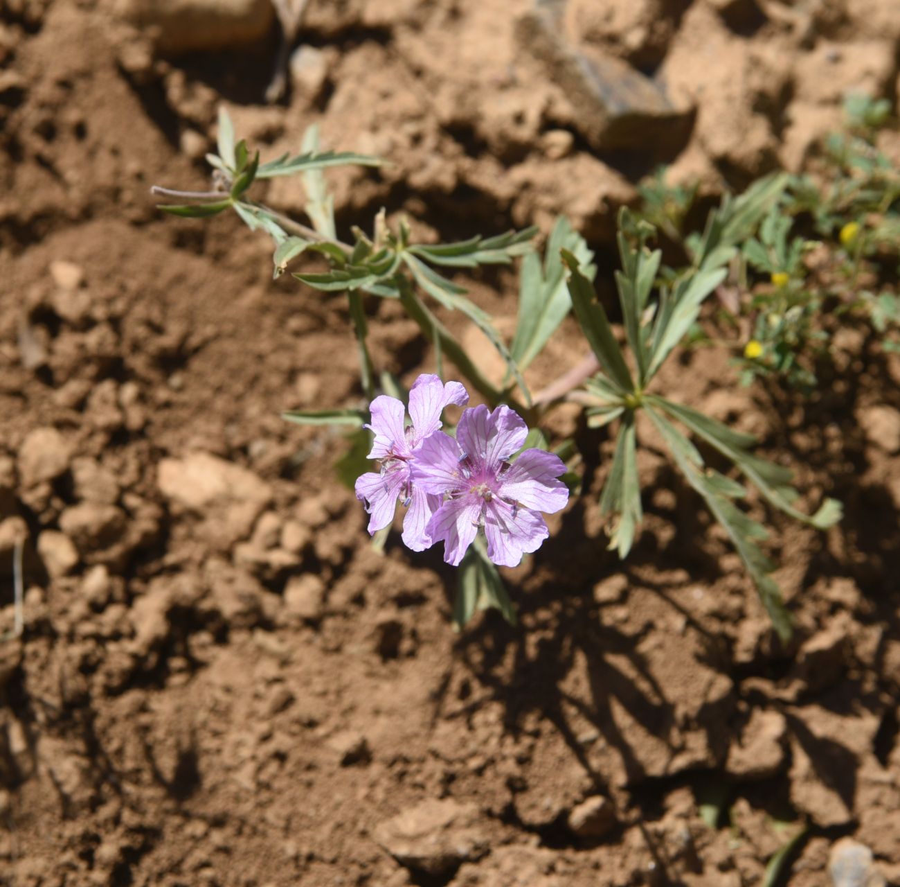 Изображение особи Geranium tuberosum.