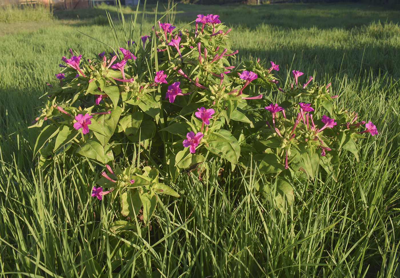 Image of Mirabilis jalapa specimen.