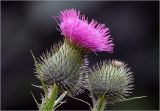 Cirsium vulgare