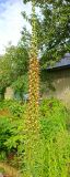 Digitalis ferruginea