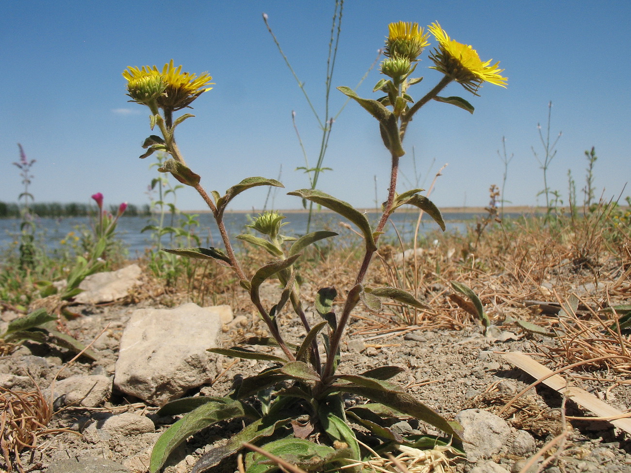 Image of genus Inula specimen.