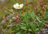 Dryas punctata. Цветущее растение. Камчатский край, Мильковский р-н, Ганальский хр., северное подножие вулкана Бакенинг, западный склон пер. Майский, ≈ 1250 м н.у.м., горная тундра. 30.06.2025.