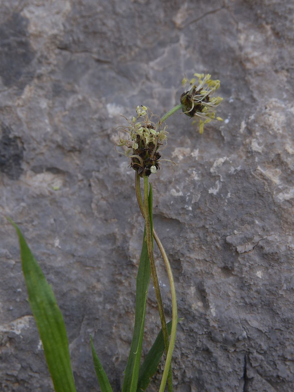 Изображение особи Plantago atrata.