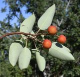 Arbutus andrachne