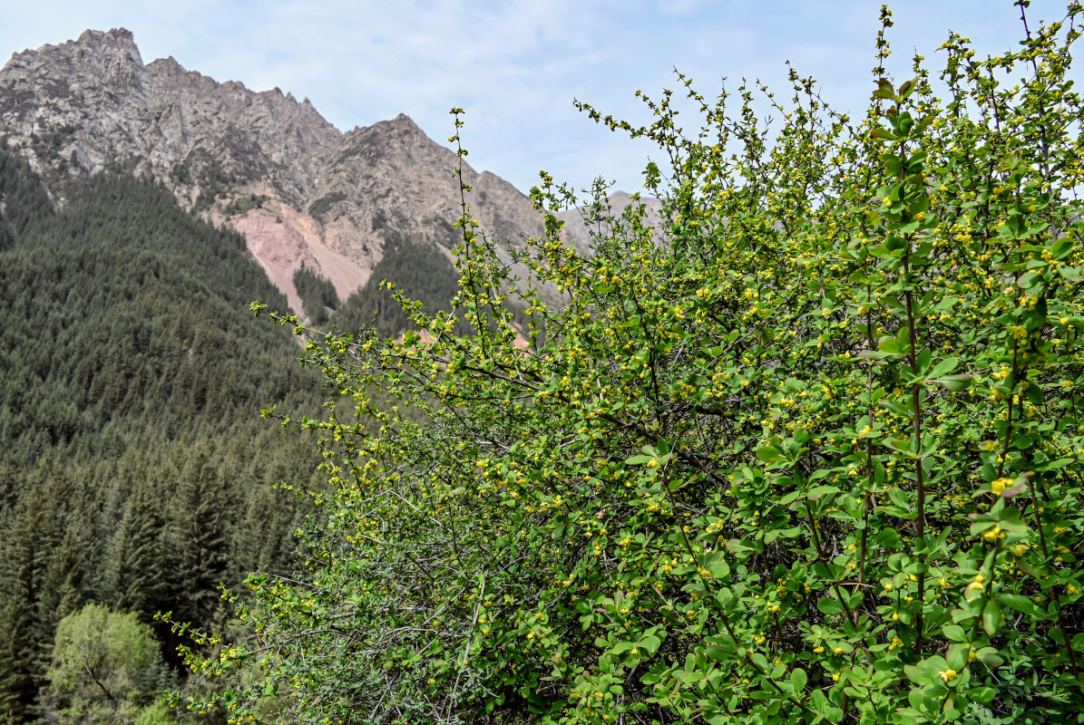 Изображение особи Berberis diaphana.
