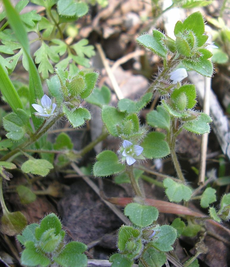 Image of Veronica sublobata specimen.