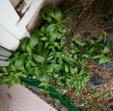 Centranthus ruber. Зацветающее растение. Крым, Евпатория, санаторий \"Планета\", озеленение территории. 31.12.2026.