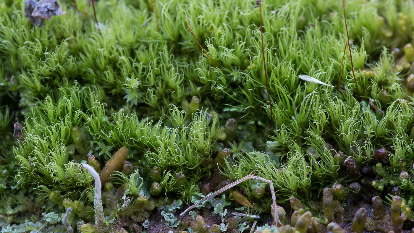 Image of genus Dicranum specimen.