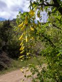 Laburnum anagyroides. Развивающееся соцветие. Крым, окр. г. Судак, с.-в. склон горы Перчем, обочина грунтовой дороги. 23.04.2025.