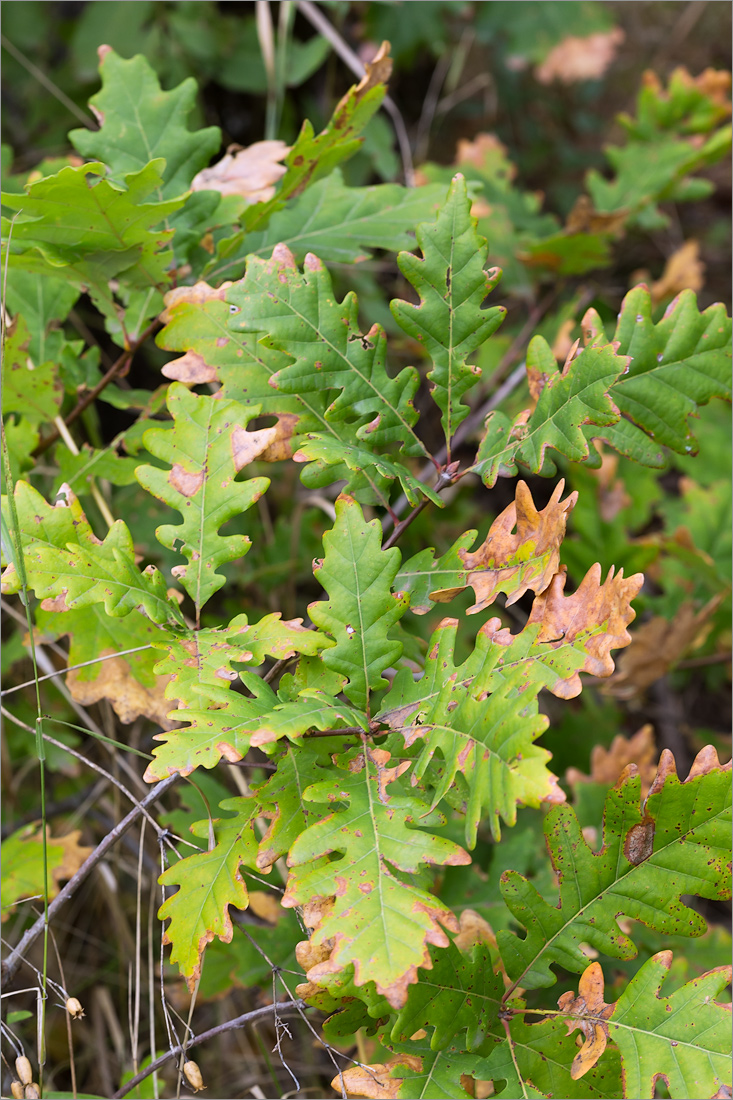Изображение особи Quercus petraea.