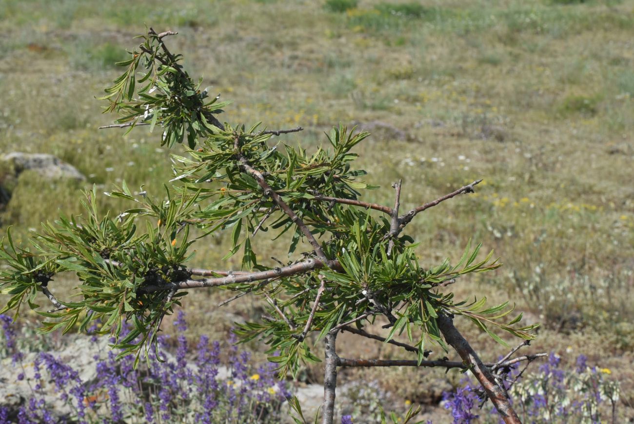 Изображение особи Rhamnus erythroxyloides.