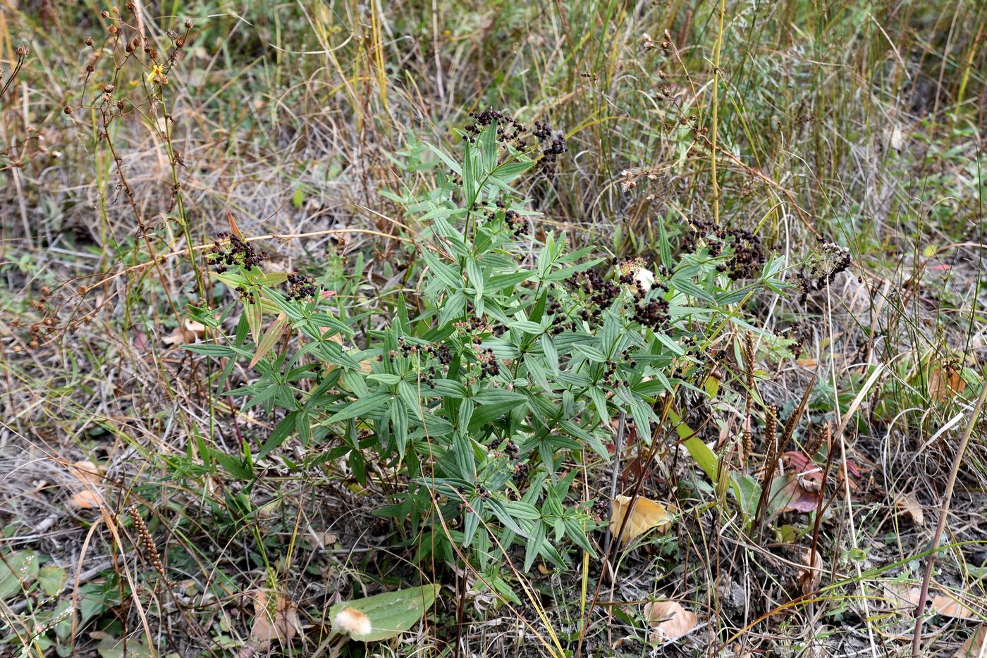 Изображение особи Galium physocarpum.