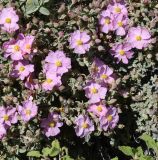 Смотреть изображение Cistus parviflorus