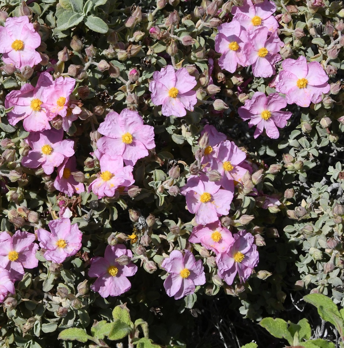 Изображение особи Cistus parviflorus.
