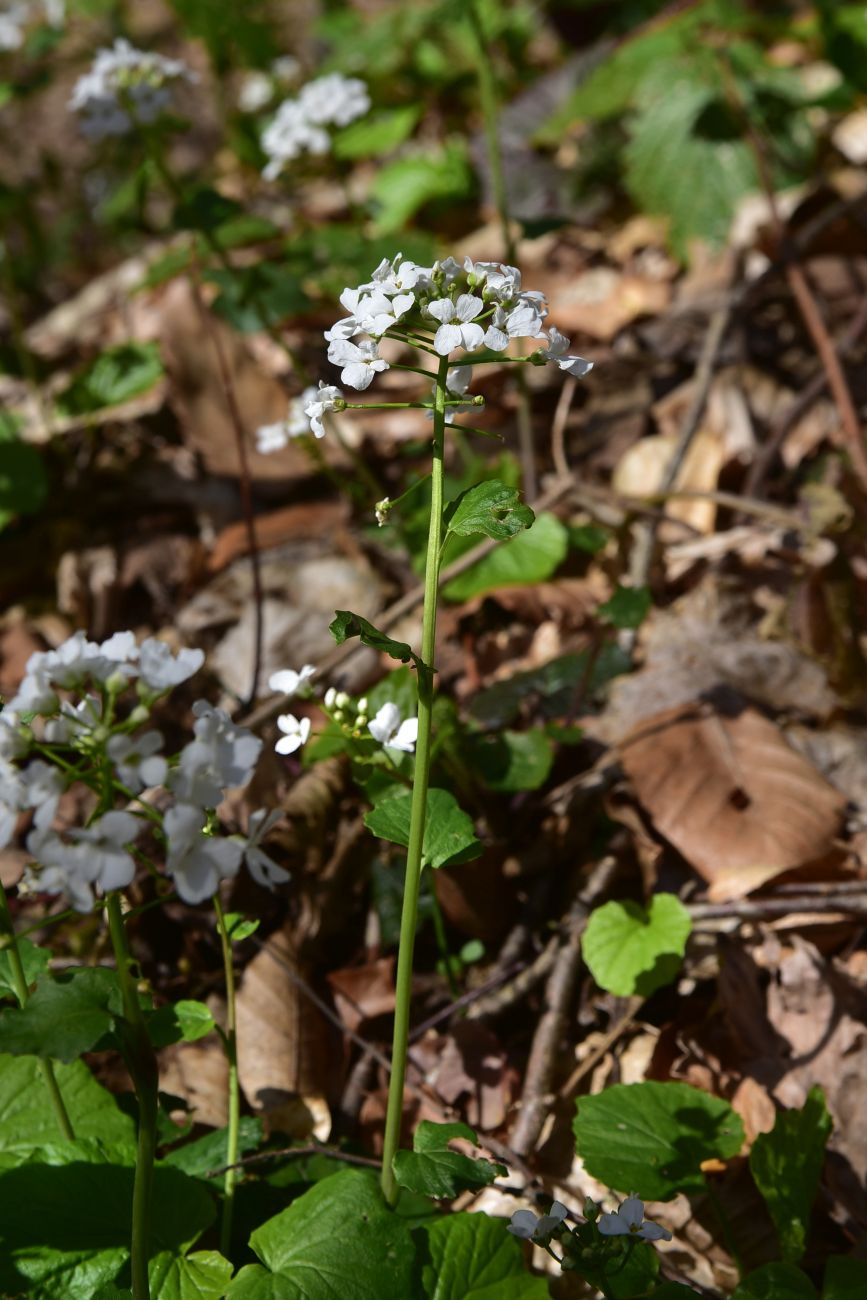 Image of Pachyphragma macrophyllum specimen.