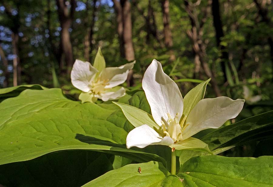 Image of Trillium × komarovii specimen.