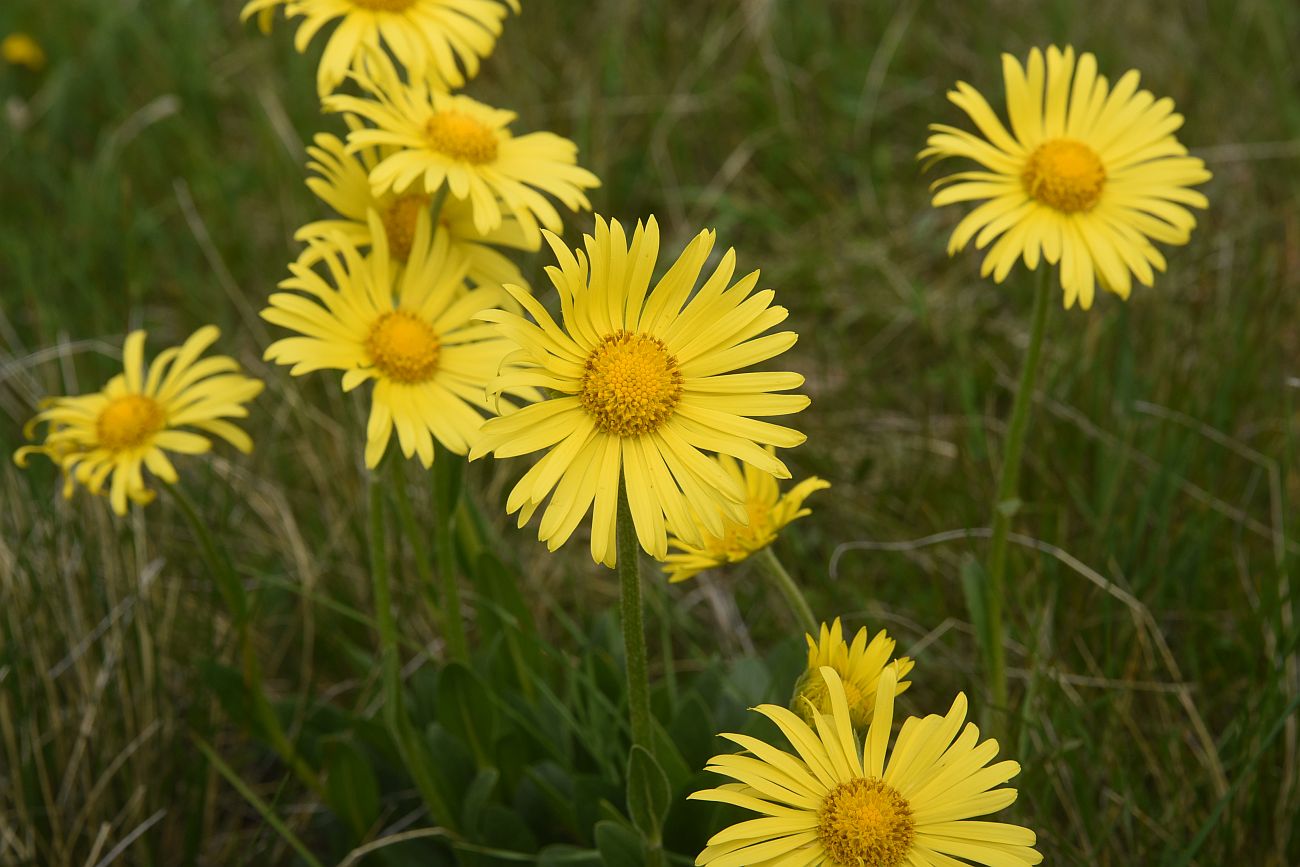 Image of familia Asteraceae specimen.