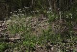 Cardamine tenera. Цветущие растения. Крым, Севастополь, Байдарская дол., окр. с. Передовое, берег ручья Кобалар-Су, в ивняке. 08.05.2026.
