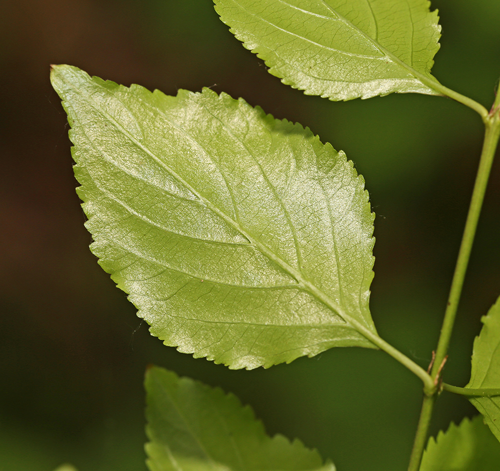 Изображение особи Rhamnus diamantiaca.