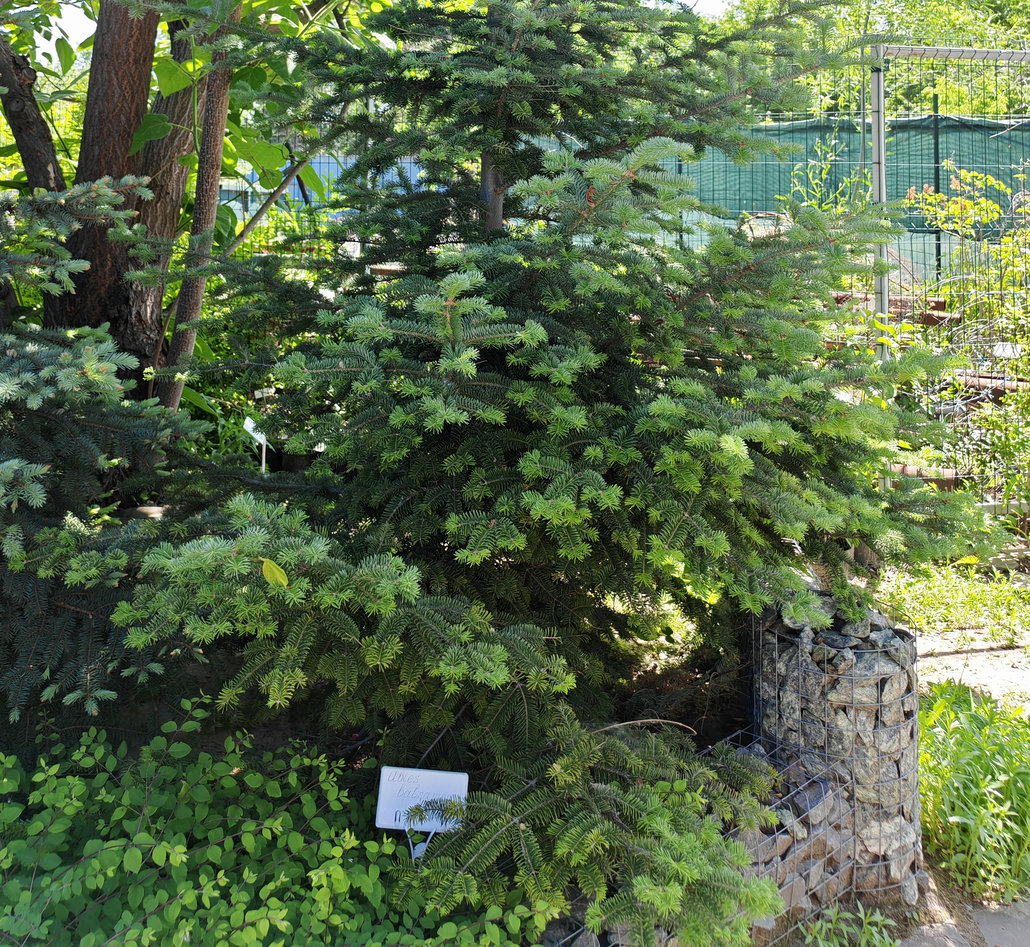 Image of Abies balsamea specimen.