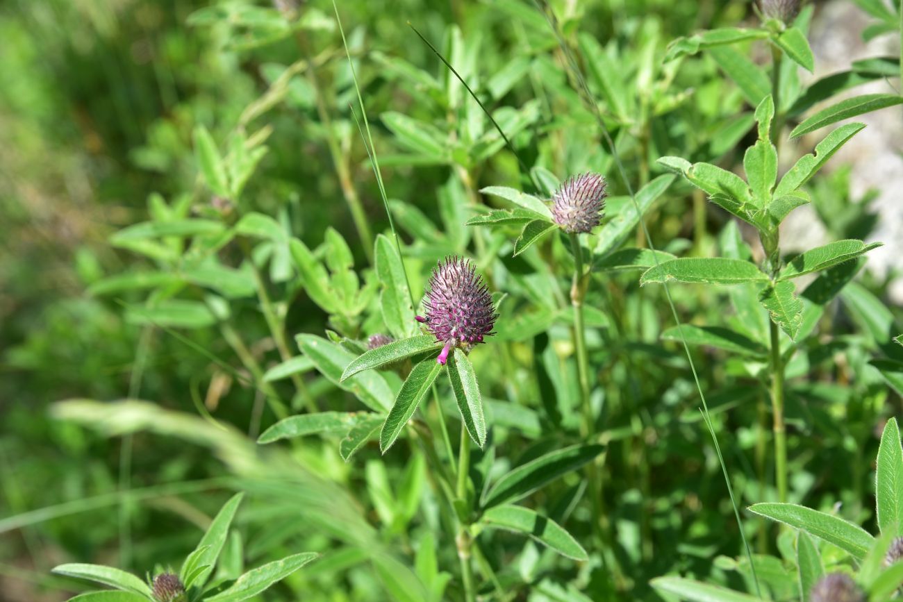 Image of genus Trifolium specimen.