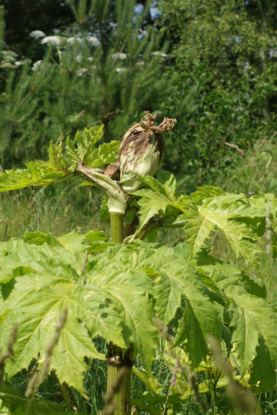 Image of Heracleum sosnowskyi specimen.