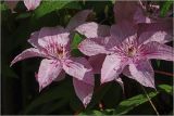 Clematis × jackmanii. Цветки с каплями дождя. Московская обл., Раменский р-н, окр. дер. Хрипань, садовый участок. 04.07.2026.