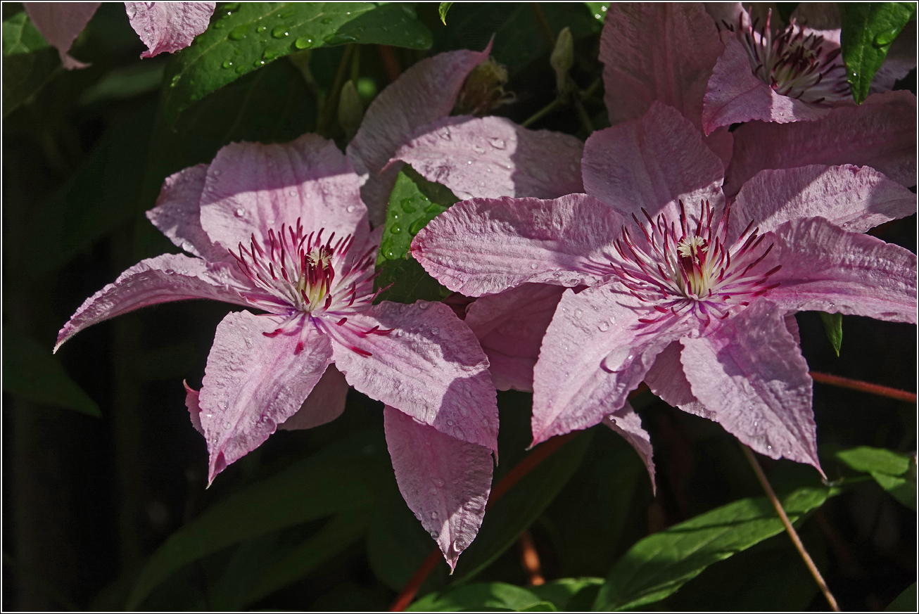 Image of Clematis × jackmanii specimen.