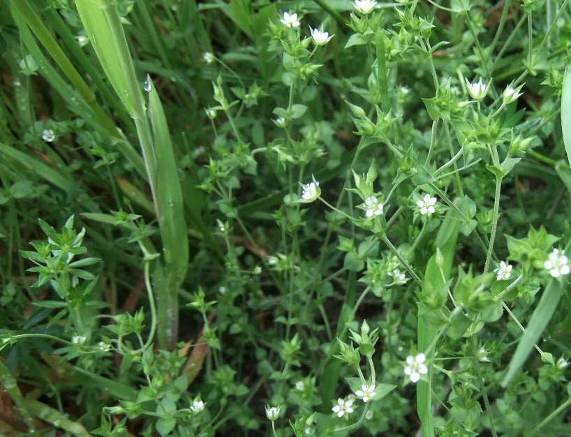 Image of Arenaria serpyllifolia specimen.