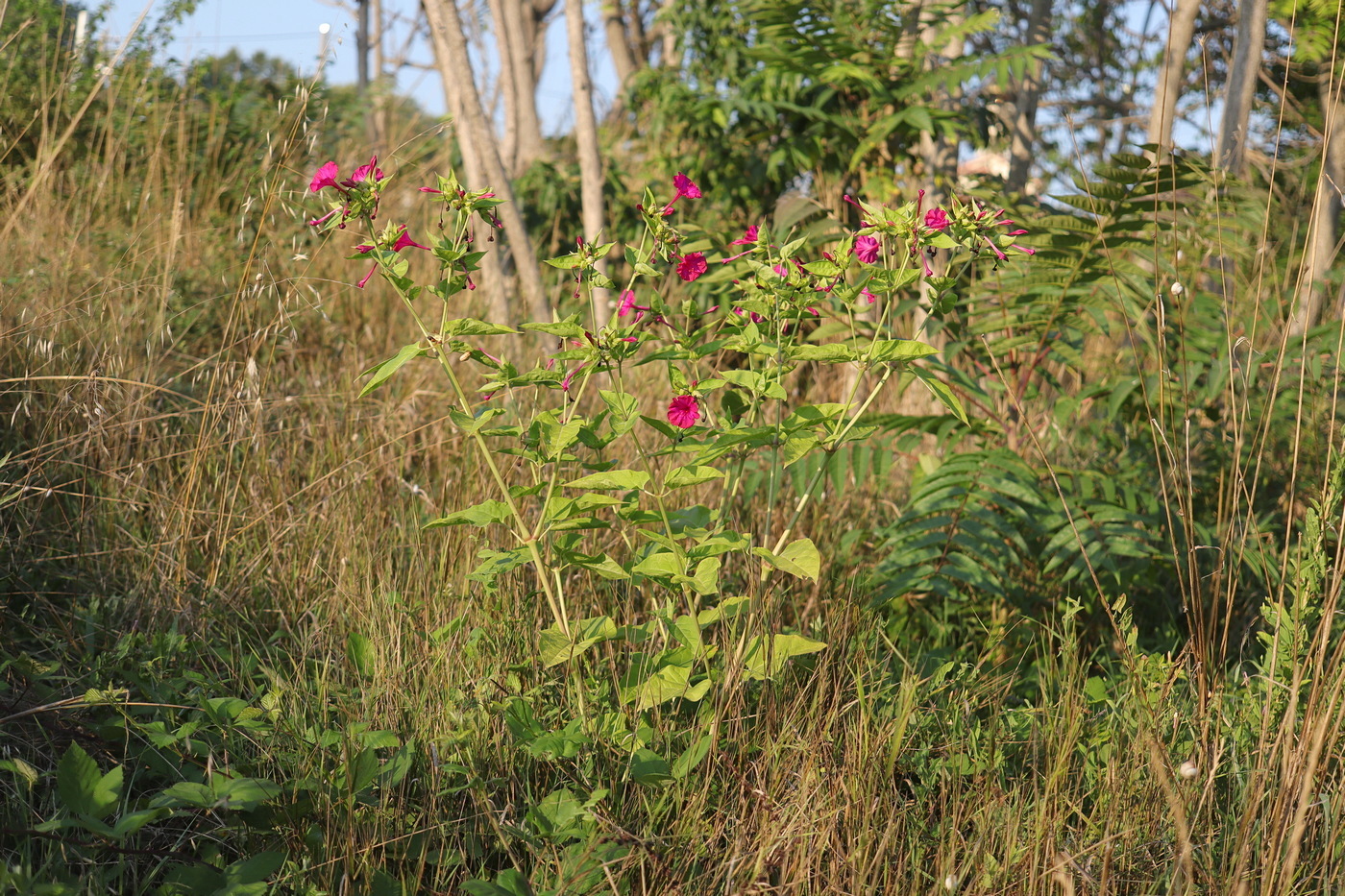 Изображение особи Mirabilis jalapa.