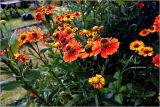 Helenium autumnale. Цветущее растение. Московская обл., Раменский р-н, окр. дер. Хрипань, садовый участок. 20.08.2026.