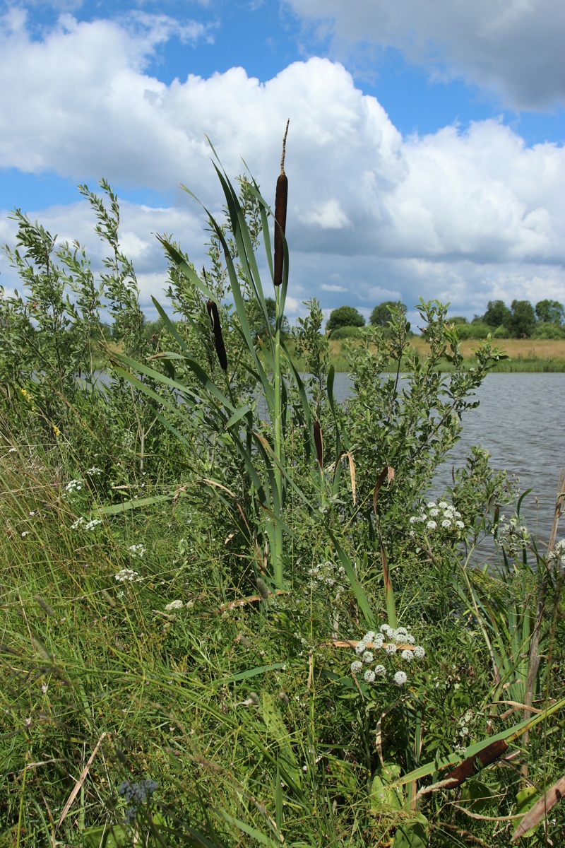 Изображение особи Typha latifolia.