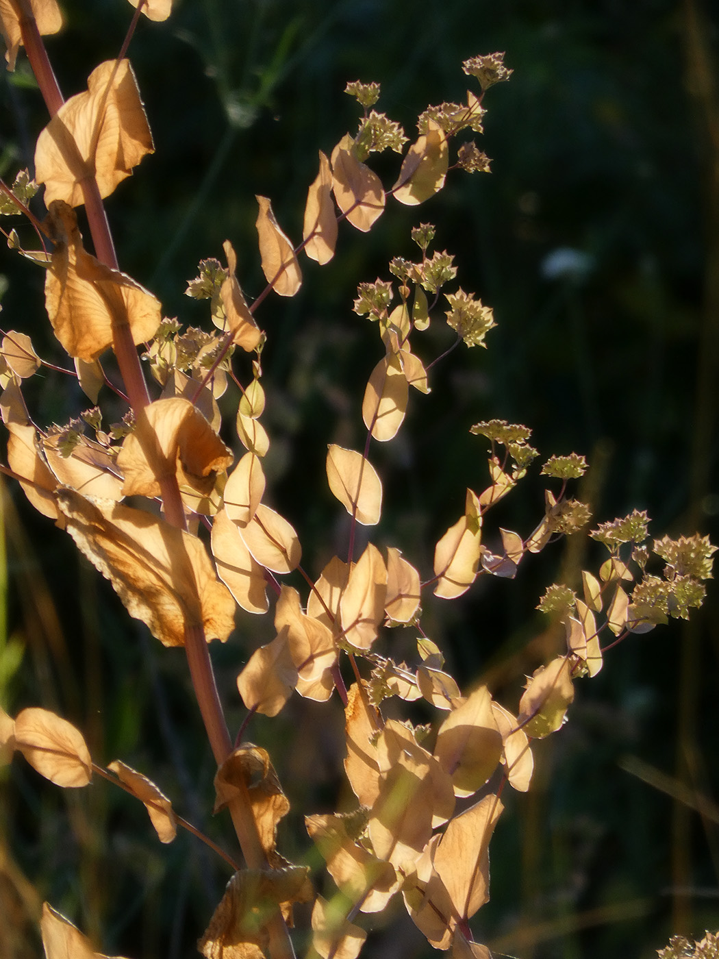 Изображение особи Bupleurum rotundifolium.