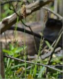 Carex pilosa. Цветущие растения. Чувашия, окр. г. Шумерля, берег р. Сура, устье р. Шумерлинка. 14 мая 2011 г.