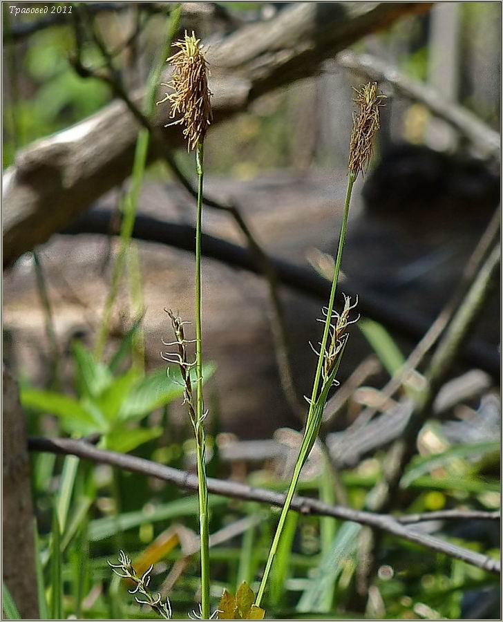 Изображение особи Carex pilosa.