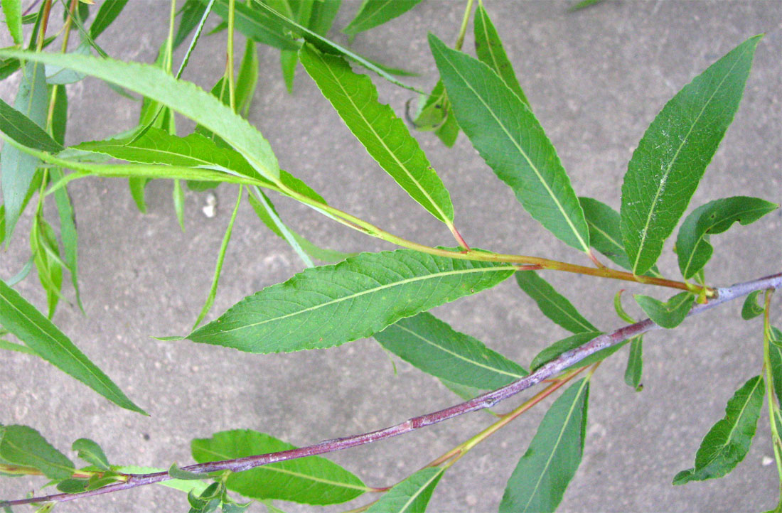 Image of Salix acutifolia specimen.