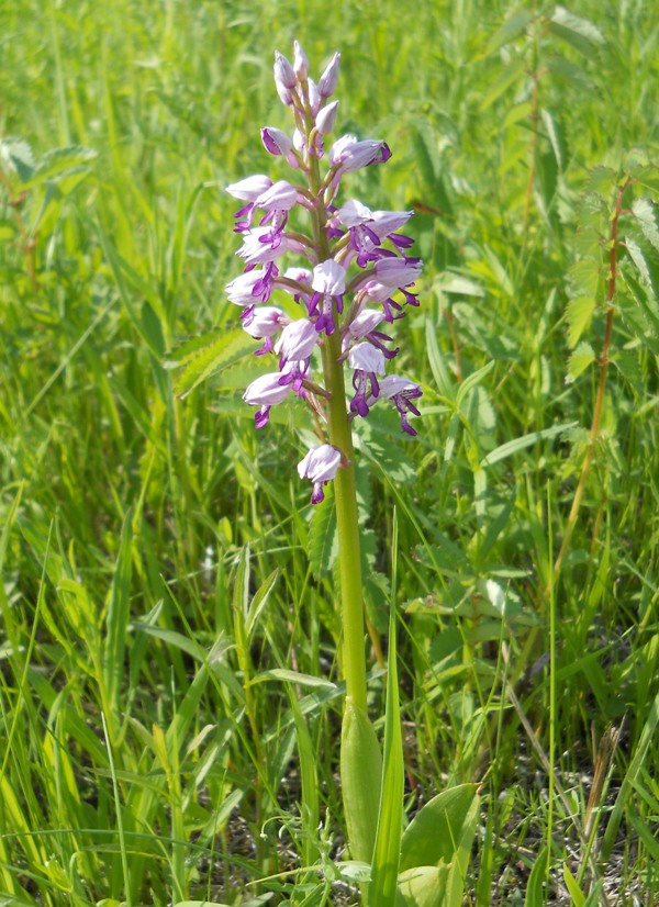 Image of Orchis militaris specimen.