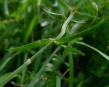 Stellaria graminea